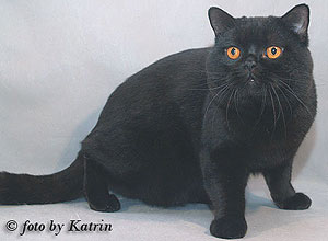 Katrin's Egor, британский кот, черный 