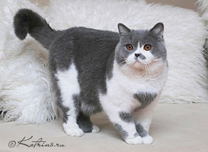 Katrin's Fal'co, британский кот, голубой биколор