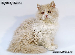 Katrin's Curly Ratibor, длинношерстный селкирк 