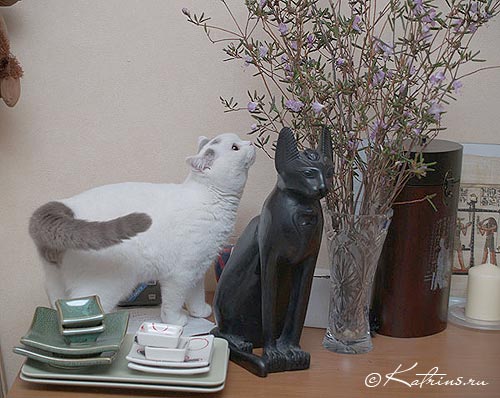 cattery, наши кошки дома