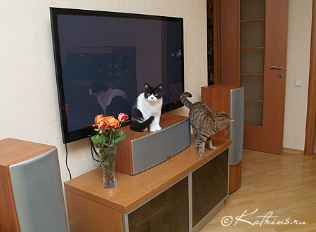 cattery, наши кошки дома