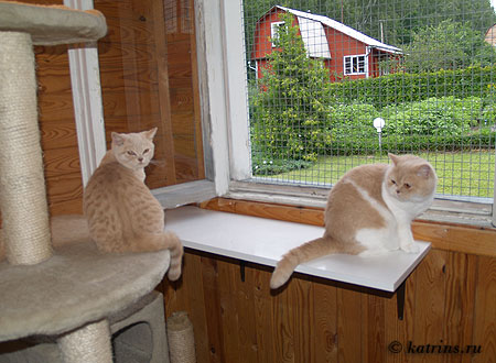 Внутреннее помещение летнего домика для кошек