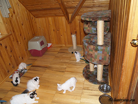 Комнаты для котят в загородном доме