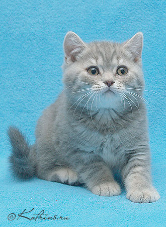 британский кот голубой пятнистый 