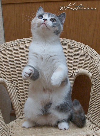 Katrin's Antonina, британская кошка голубо-кремовая с белым