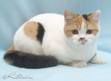 Katrin's Ateya, британская кошка черно-красная с белым