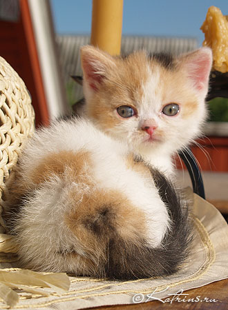 Katrin's Ateya, британская кошка черно-красная с белым