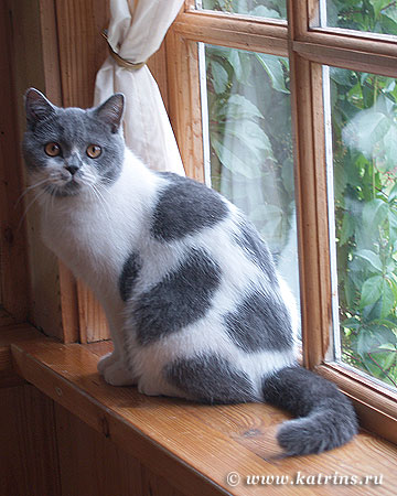 Katrin's N. Bonomi , питомник Кэтрин, британские котята окраса биколор