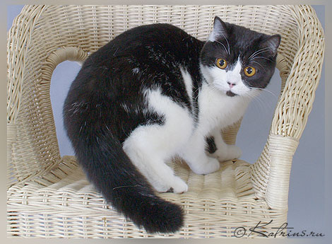 Katrin's Elfie, питомник Кэтрин, британские котята окраса биколор
