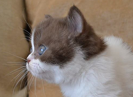 Goddess Cassia Turiana, британская кошка шоколадна арлекин с разноокрашенными глазами