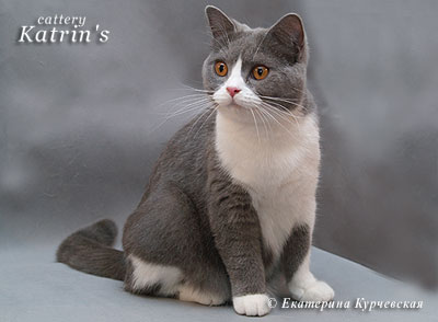Katrin's Eenestina, британская кошка голубая с белым