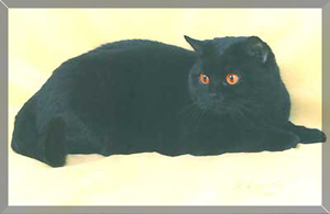 Katrin's Night Fibi Keits, британская кошка черная