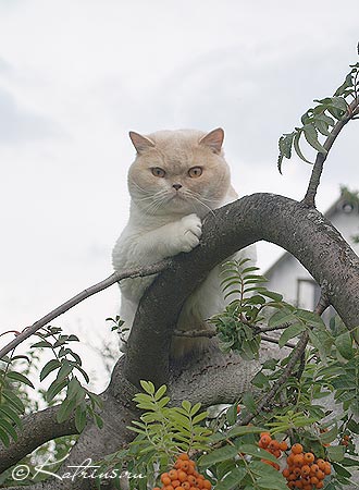 британская кошка кремовая с белым, Kastanjeback's Jaffa