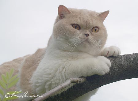 британская кошка кремовая с белым, Kastanjeback's Jaffa
