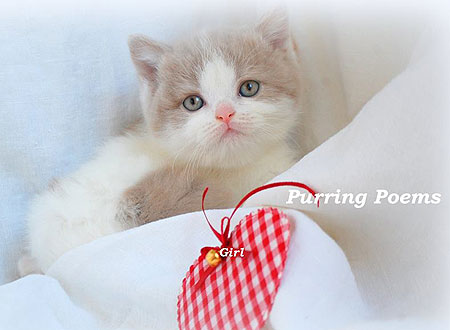 Purring Poems Malvina, британская кошка фавн арлекин