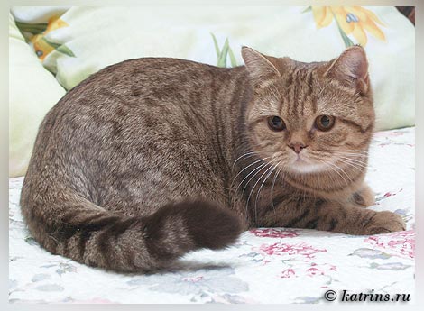 Capriz Peppylotta британская кошка шоколадная пятнистая