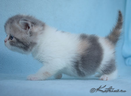 Katrin's Tennesse, британская кошка голубо-кремовая мраморная с белым