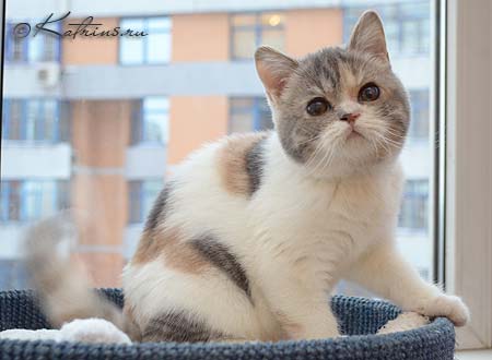 Katrin's Tennesse, британская кошка голубо-кремовая мраморная с белым