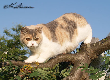 Katrin's Varvara, британская кошка 