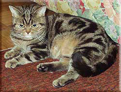 Golden Xsara fan Liwardia, британская кошка золотая мраморная