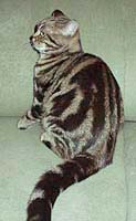 Golden Xsara fan Liwardia, британская кошка золотая мраморная