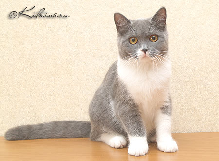 Katrin's Zabava , британская кошка голубая с белым