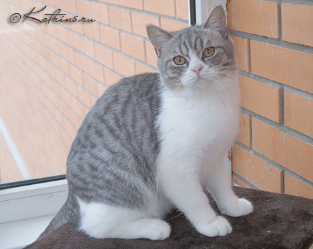 Katrin's Zebre , британский кот голубой пятнистый с белым