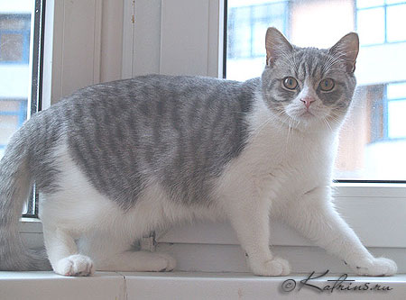 Katrin's Zebre , британский кот голубой пятнистый с белым