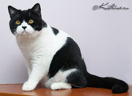 британская кошка черно белая
