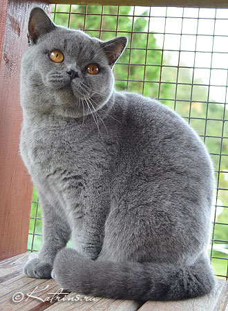 Finch's Tartan , британский кот