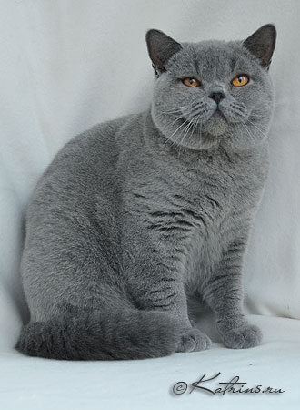 Finch's Tartan , британский кот