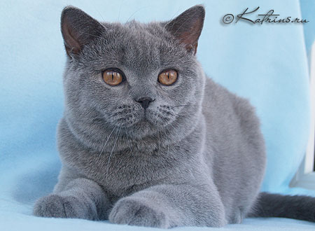 Faberge, британский кот