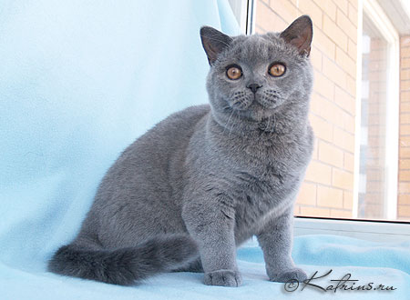 Faberge de Peyrat, британский кот