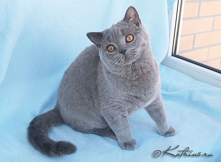 Faberge, британский кот