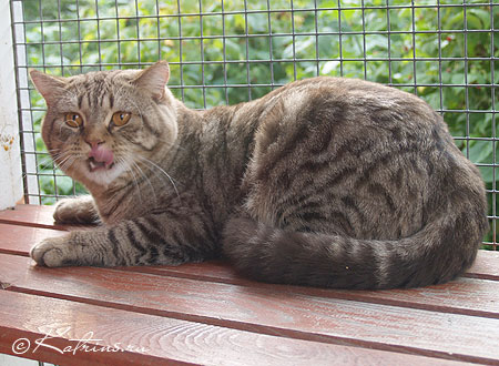 Katrin's & Capriz Trofim, Британские кошки тэбби, серебристых и дымчатых окрасов