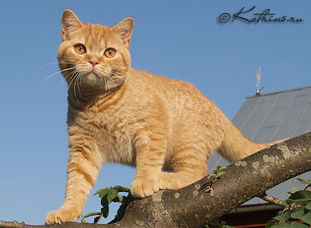 британский кот, красный - Katrin's Valmont