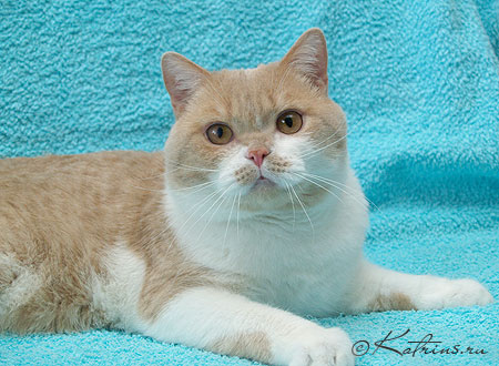Katrin's Wasilek, британский кот кремовый с белым
