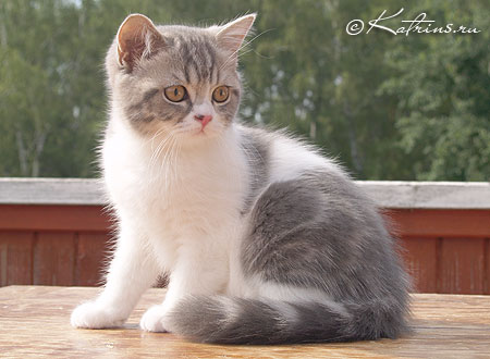 Katrin's Zahar, британский кот голубой мраморный с белым, эксклюзивный носитель гена циннамон/фавн