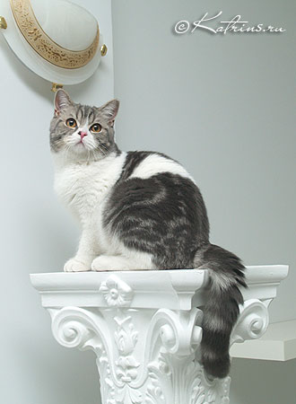 Katrin's Zahar, британский кот голубой мраморный с белым
