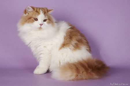 Британские коты, кошки и селкирк рекс, Katrin's Curly Humana, Katrin's Yakov и Katrin's Zetta Jones