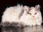 Фотографии наших кошек от новых владельцев, Хумана Кэтрин
