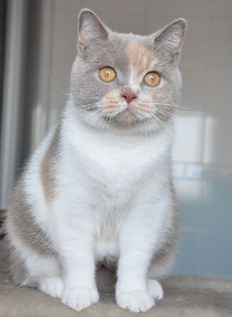 британская кошка лилово-кремовая триколор