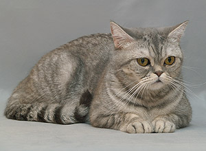 Katrin's Bengali, Британские кошки мраморные, пятнистые, серебристые и дымчатые