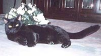 Katrin's Zahar, британский черный кот