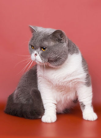 Katrin's Bambino, питомник Кэтрин, британские котята окраса биколор