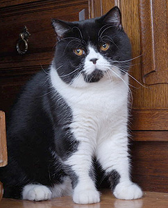 Katrin's Napoleon, питомник Кэтрин, британские котята окраса биколор