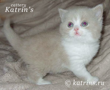 Katrin's Enrico, питомник Кэтрин, британские котята окраса биколор