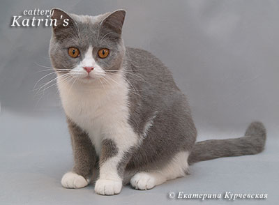 Katrin's Ernestina, питомник Кэтрин, британские котята окраса биколор