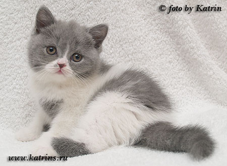 Katrin's Fabiana, британская кошка голубая с белым