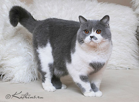 британский кот голубой с белым